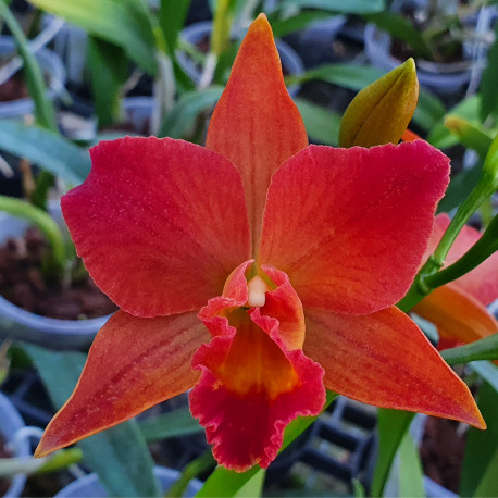 rhyncattleanthe-miki-fire-ball