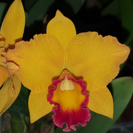 rhyncholaeliocattleya-kat-e-sun