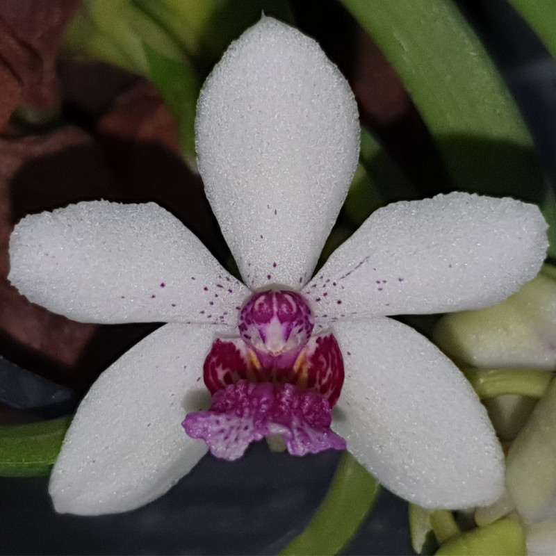 holcostylis-m-s-sunlight