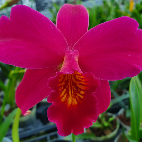 laeliocattleya-hsin-buu-lady