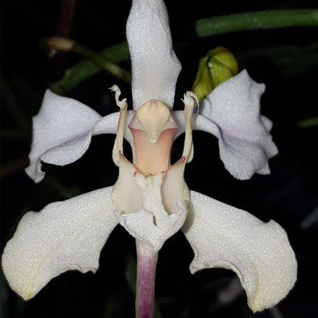 papilionanthe-vandarum