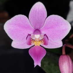 phalaenopsis-schilleriana-x-equestris