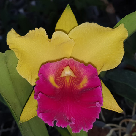 rhyncholaeliocattleya-liu-s-joyance-golden-pin