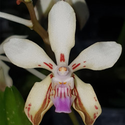 vanda-lamellata-var-remediosae