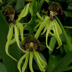 encyclia-cochleata
