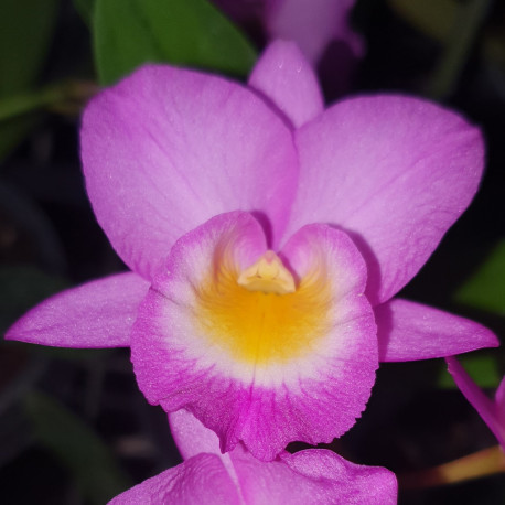 guaricattonia-why-not-walk