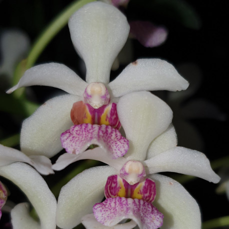 holcoglossum-flavescens-x-aerides-odorata-x-rhynchostylis-gigantea