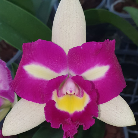 rhyncholaeliocattleya-chyong-guu-linnet-smile