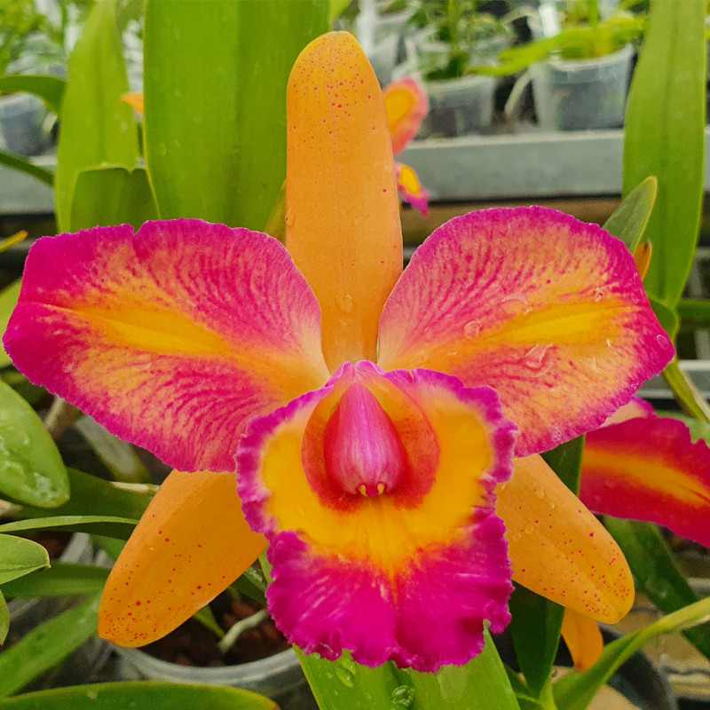 brassolaeliocattleya-ishikawa-alegro