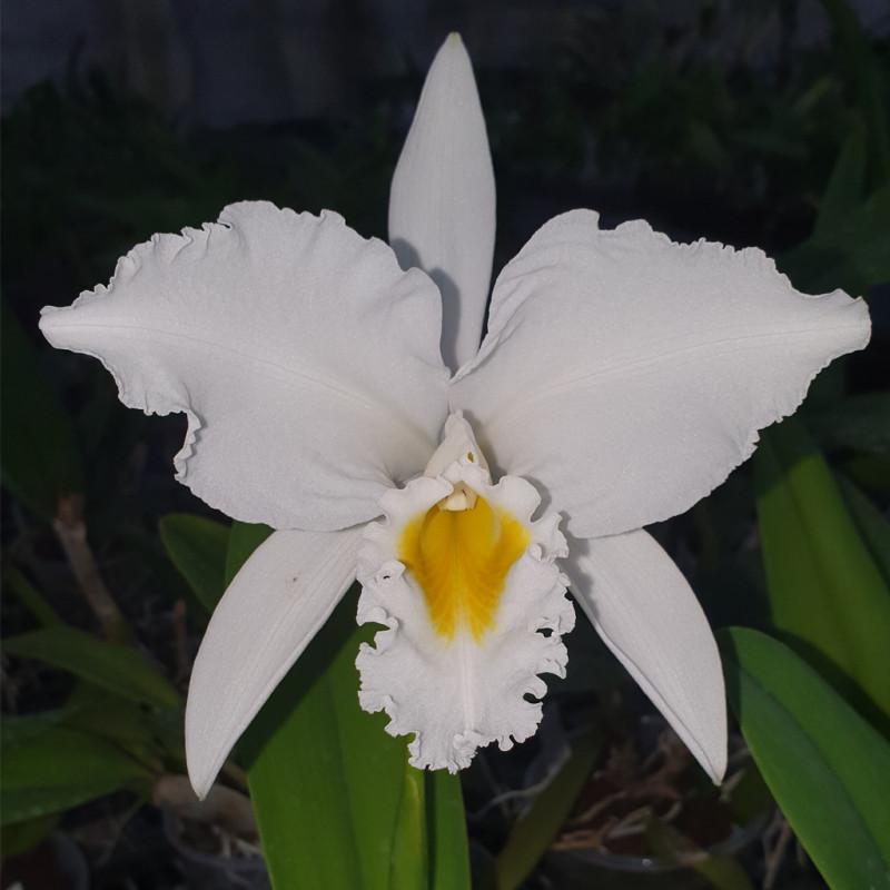 cattleya-lilian-sander-gaskelliana-alba-x-intertexa