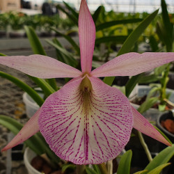 brassolaelia-morning-glory-x-brassavola-nodosa