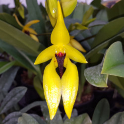 bulbophyllum-carunculatum-1