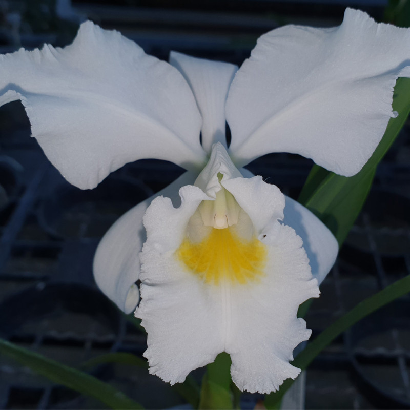 cattleya-jenmanii-alba-x-mossiae-var-wagnerii