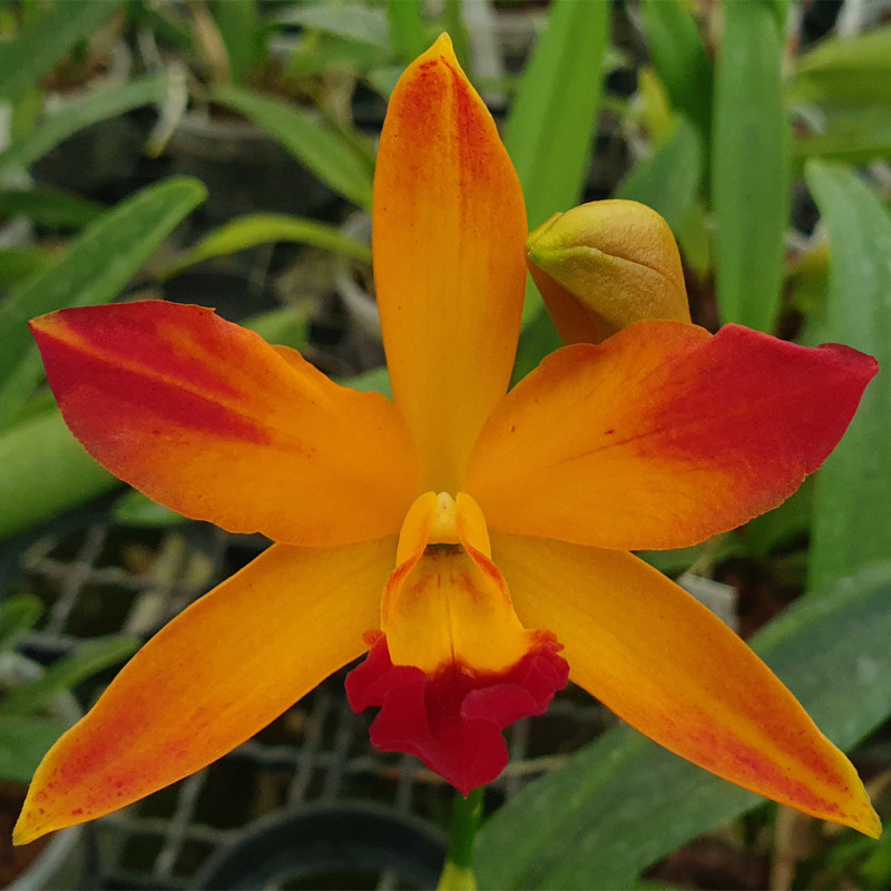 laeliocattleya-tropical-trick