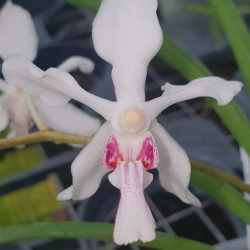 holcoglossum-linguatum-x-vanda-jannae