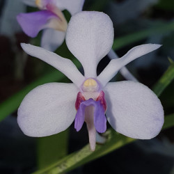 holcoglossum-rupestre-x-vanda-coerulescens