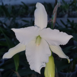 laelia-anceps-alba-peloric