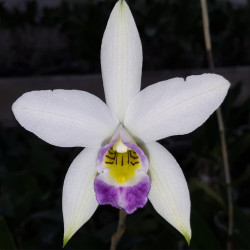 laelia-anceps-veitchiana