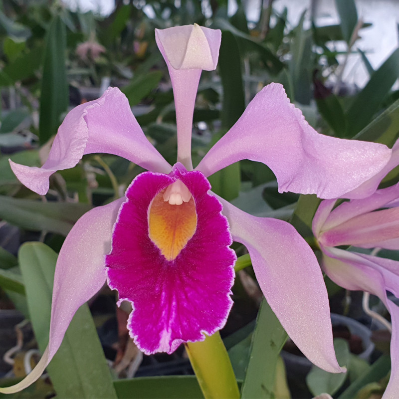 laelia-purpurata-a-c-o-x-cattleya-whitey-coerulea