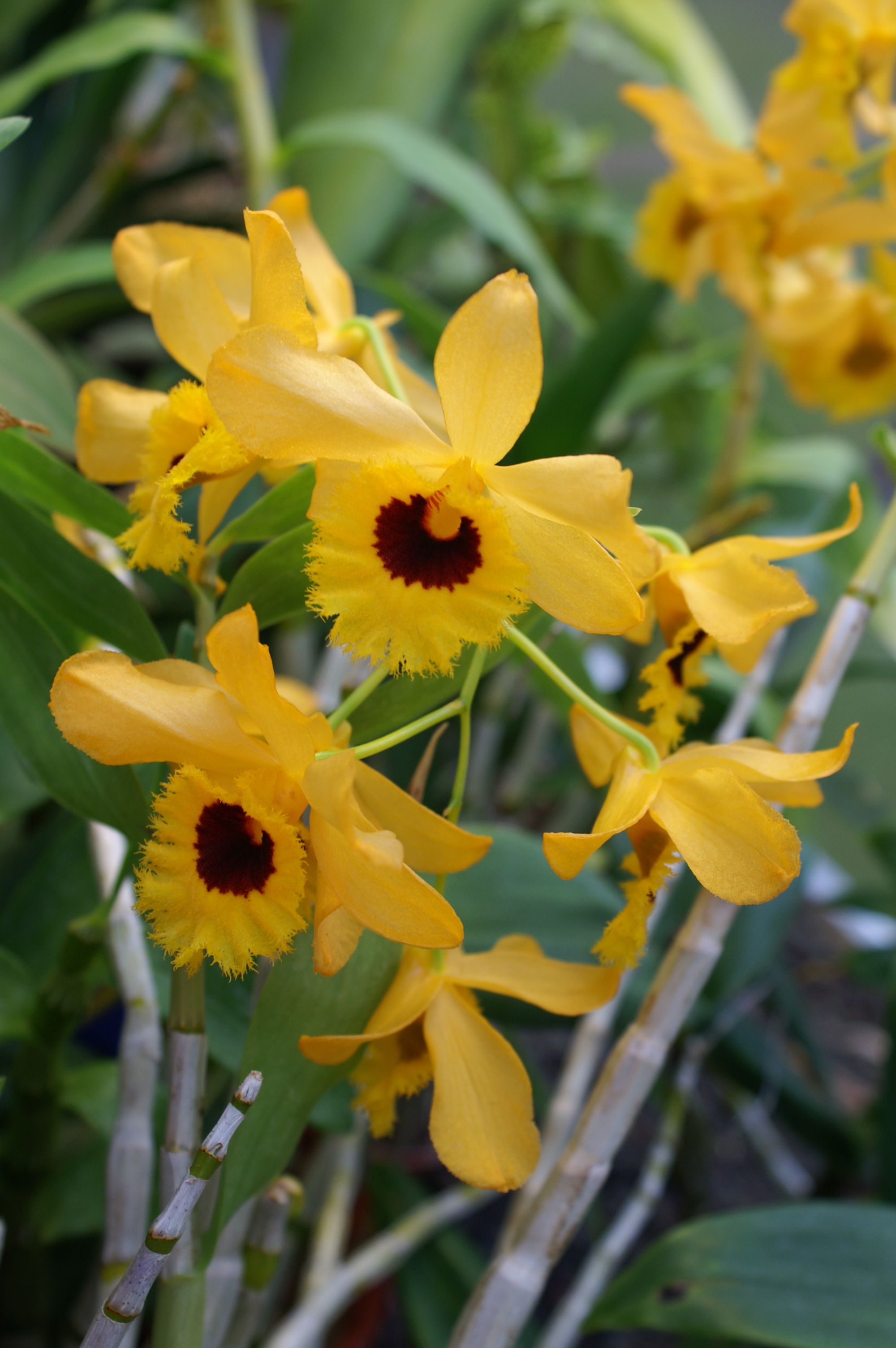 KONICA MINOLTA DIGITAL CAMERA