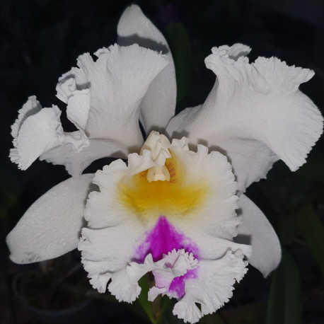 rhyncholaeliocattleya-liou-hope