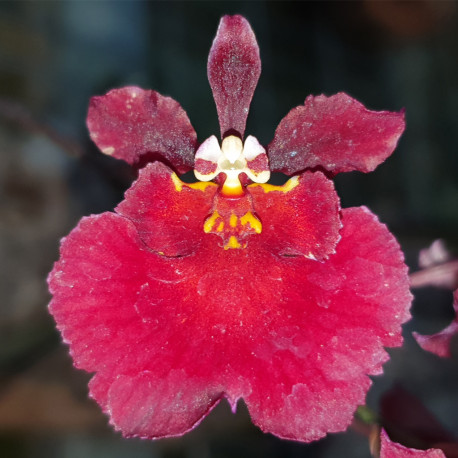 tolumnia-jairak-firm-flyer-red-devil