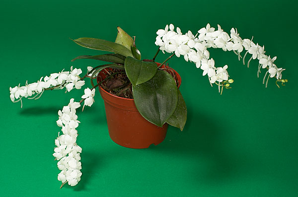 aerangis_citrata_big