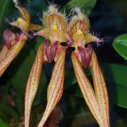 bulbophyllum-anandalii-x-longifolium