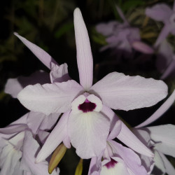laelia-rubescens