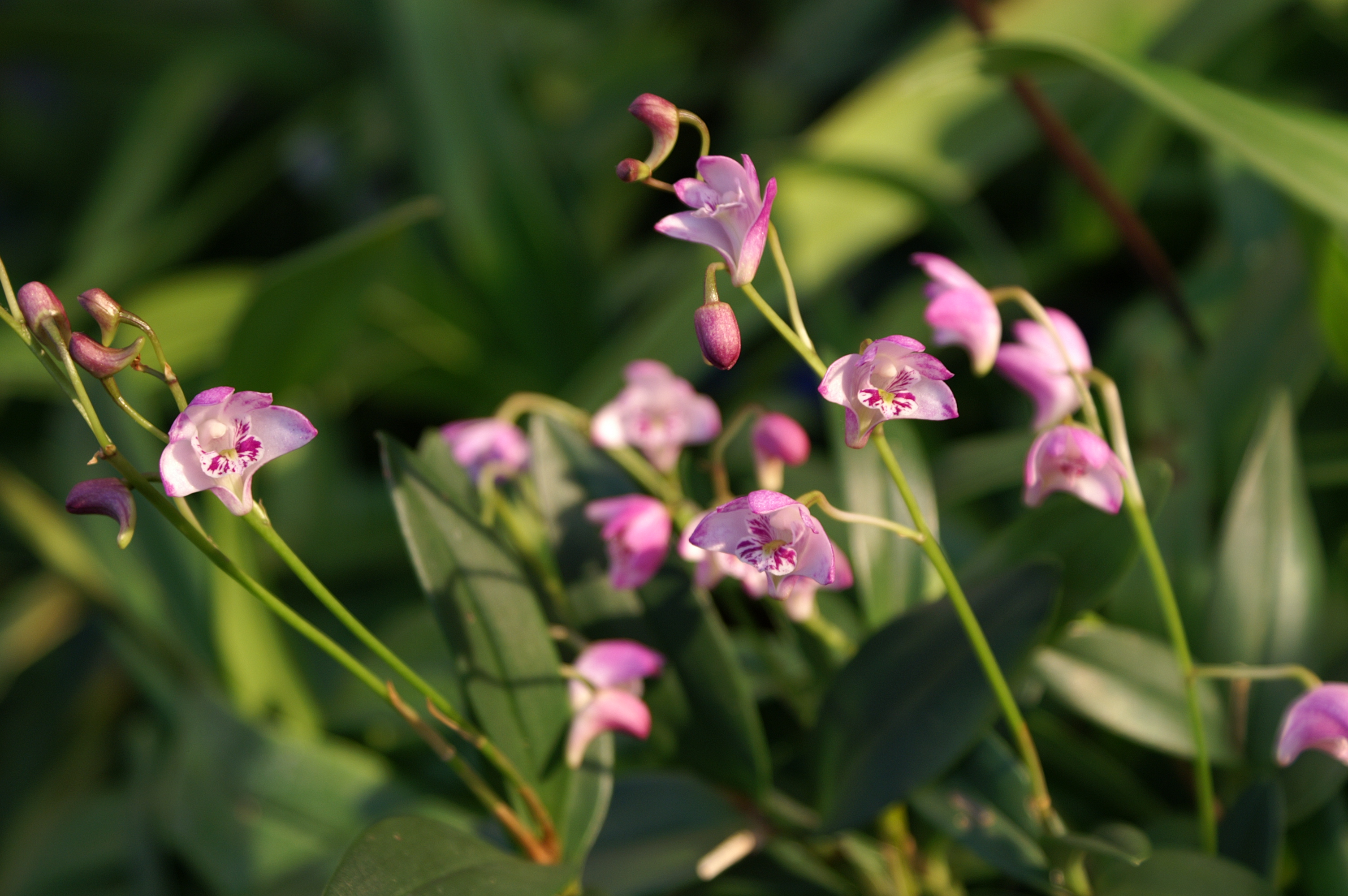 KONICA MINOLTA DIGITAL CAMERA