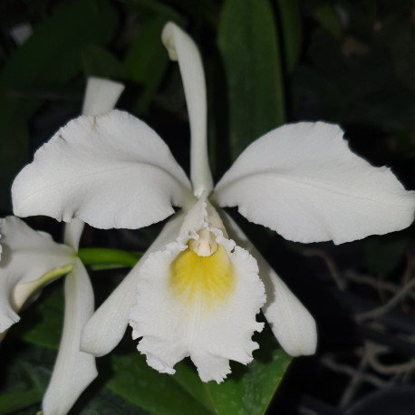 cattleya-warnerii-alba