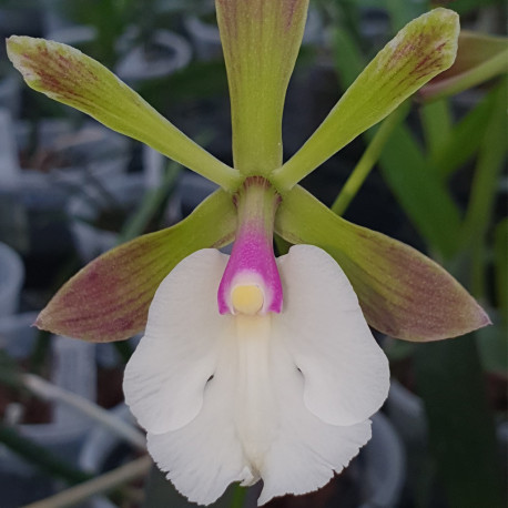 encyclia-cordigera-x-epicattleya-renee-marquez