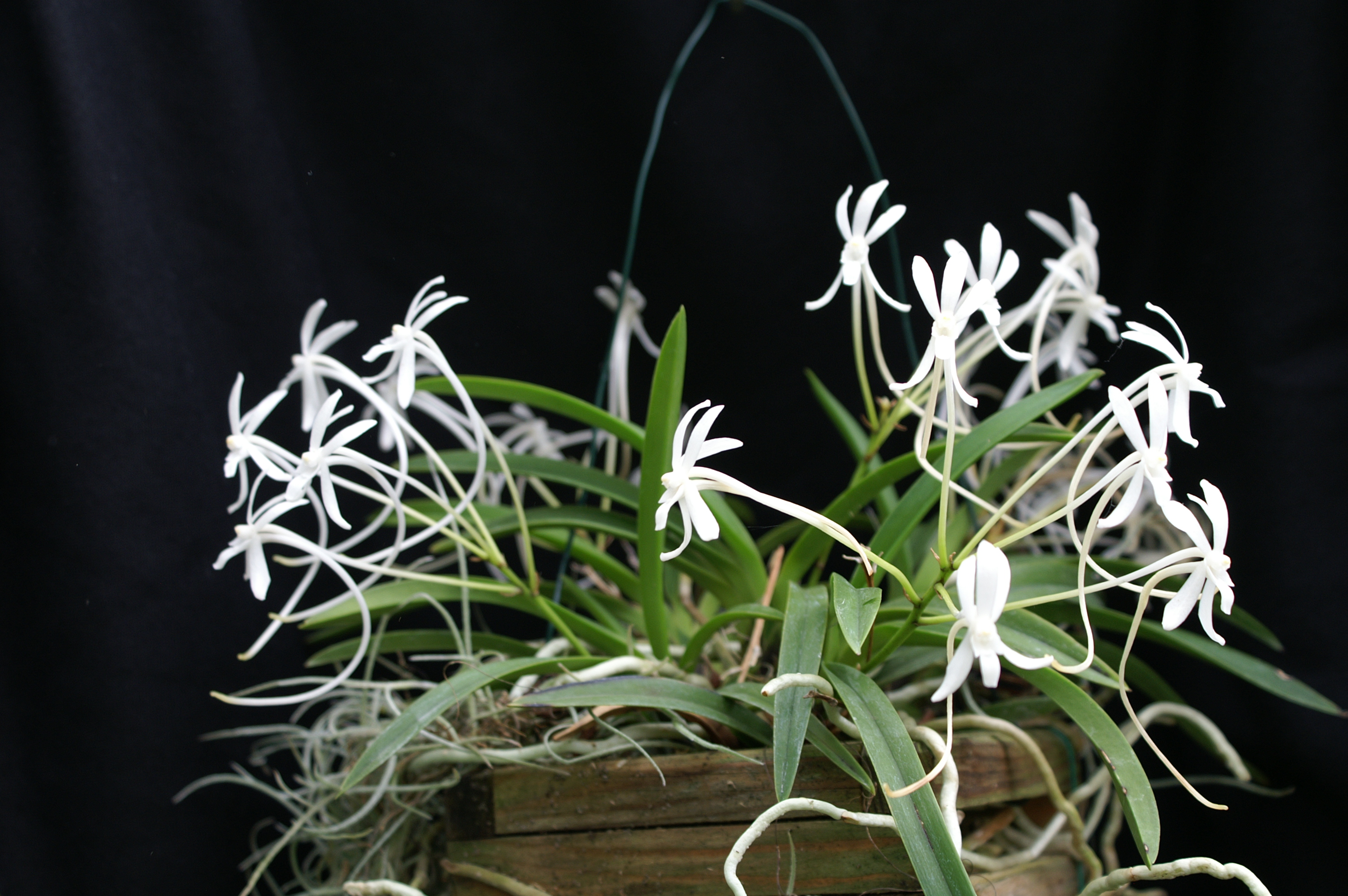 KONICA MINOLTA DIGITAL CAMERA