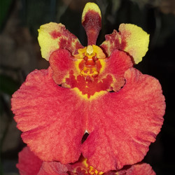 tolumnia-flyer-cardinal-bird