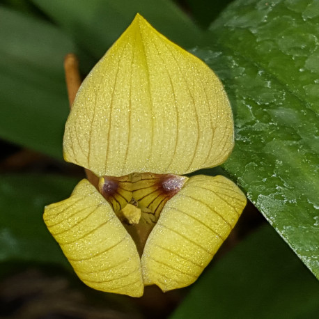 trigonidium-egertonianum