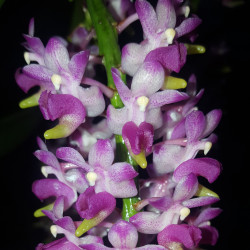 aerides-rosea