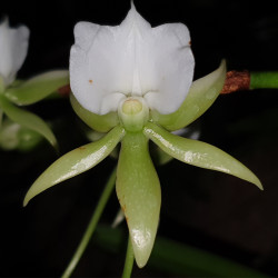 angraecum-eburneum-var-xerophyllum