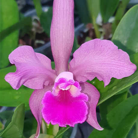 cattleya-guttata-hybrid