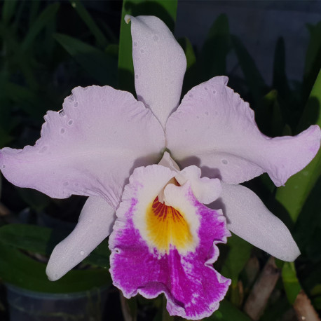 cattleya-oakwood-beta