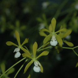 encyclia-tampense-alba