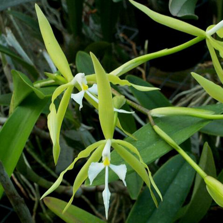 epidendrum-ciliare-var-orstedii