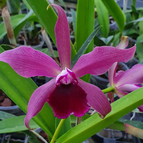 laelia-tenebrosa-midnight-x-tigrina-escura