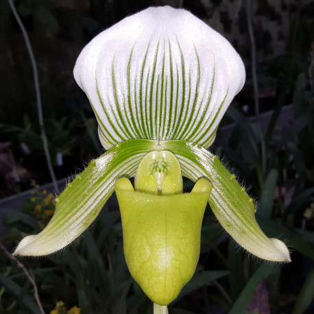 paphiopedilum-clair-de-lune