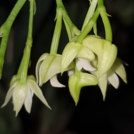 polystachia-cultriformis