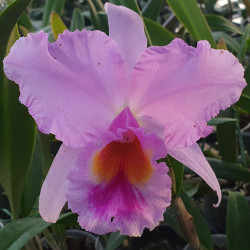 laeliocattleya-irene-finney-x-ovation