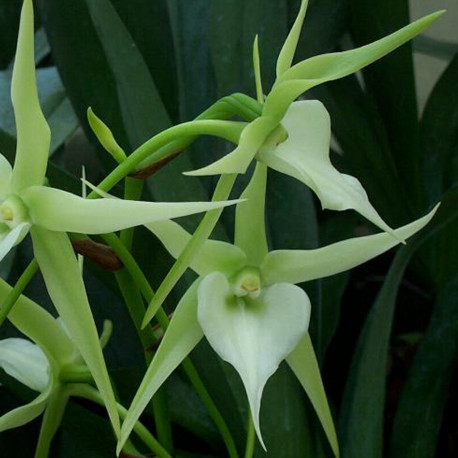 angraecum-veitchii