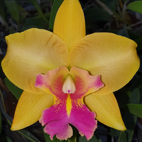 brassolaeliocattleya-durigan-x-paco-de-agudar-x-rodrigo-suzuki