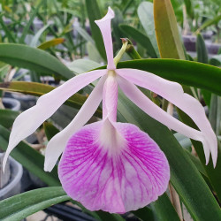 brassolaeliocattleya-morning-glory