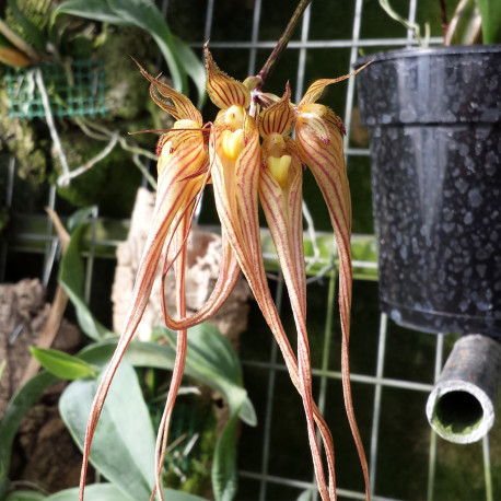 bulbophyllum-longissimum