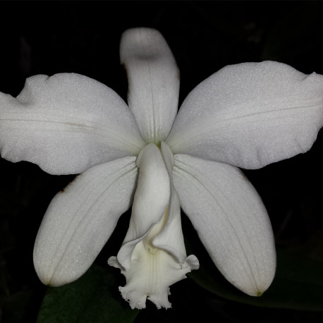 cattleya-loddigesii-alba